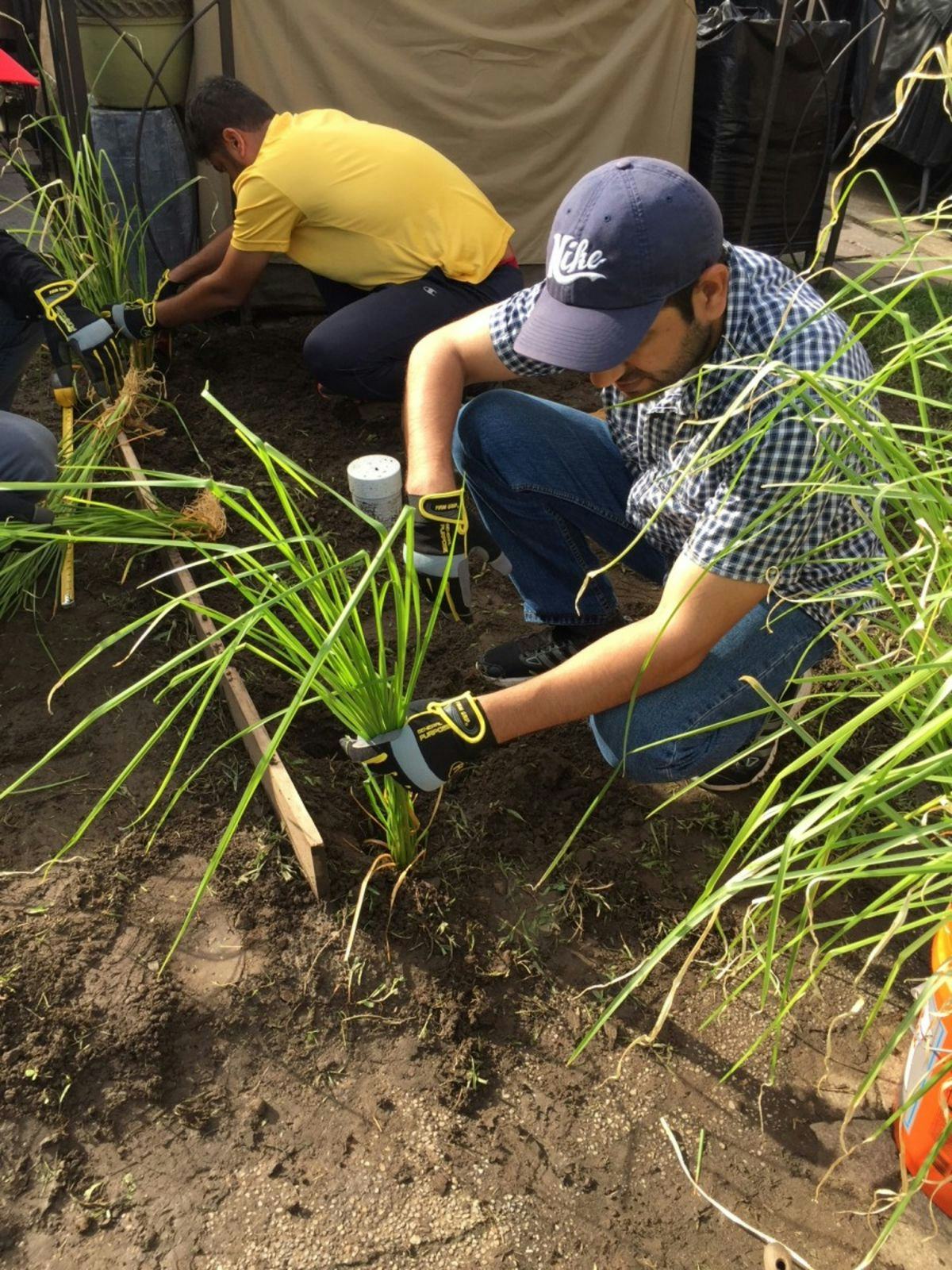 Students planting grass
