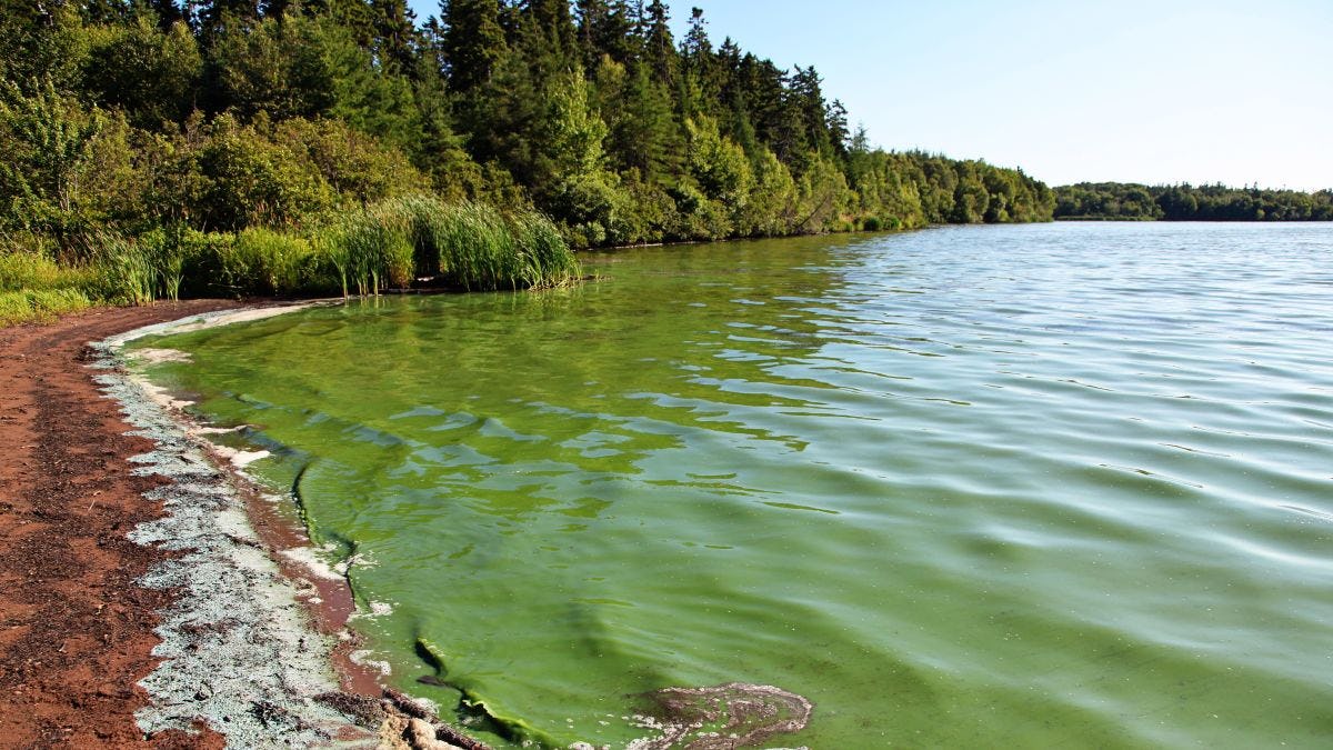 Lake covered with green algae