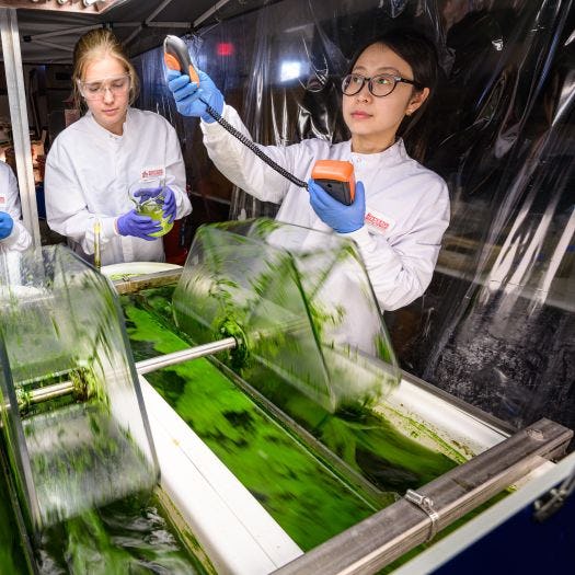Image of three researchers conducting experiments on two tubs of algae