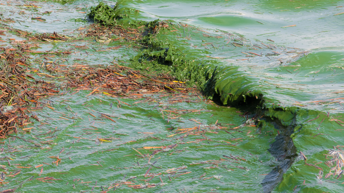 Photo of water lapping up on shore containing harmful, green algal bloom