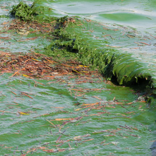 Photo of water lapping up on shore containing harmful, green algal bloom