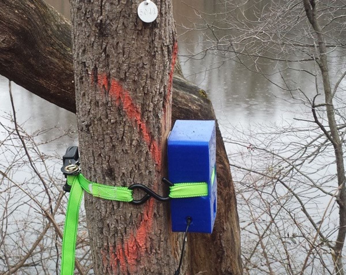 Sensor device strapped to a tree