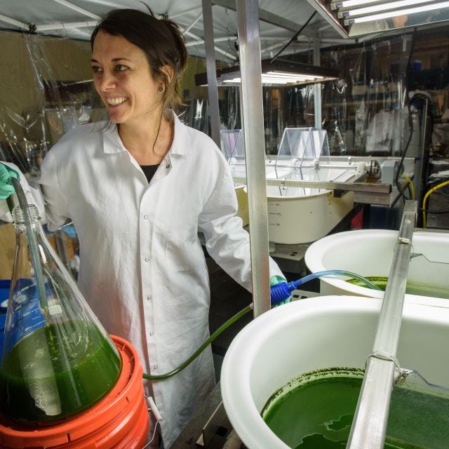 lab student transferring green liquid from a container to a tub