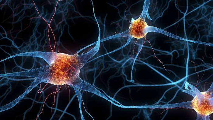 an illustration of brain neuron cells