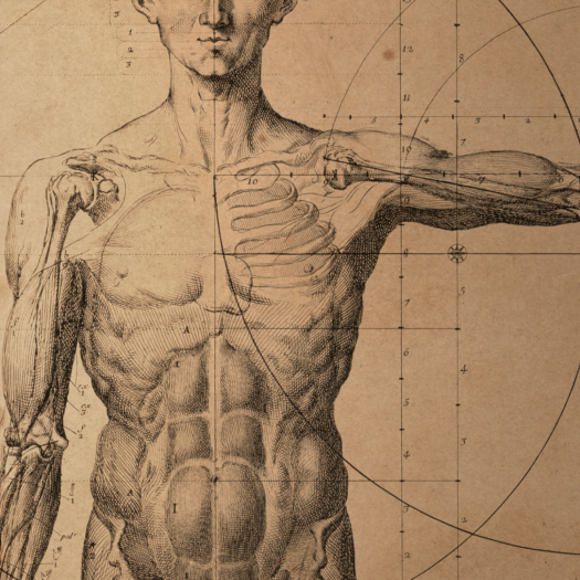 Illustration of man's torso and arm anatomy, depicting muscles and bones