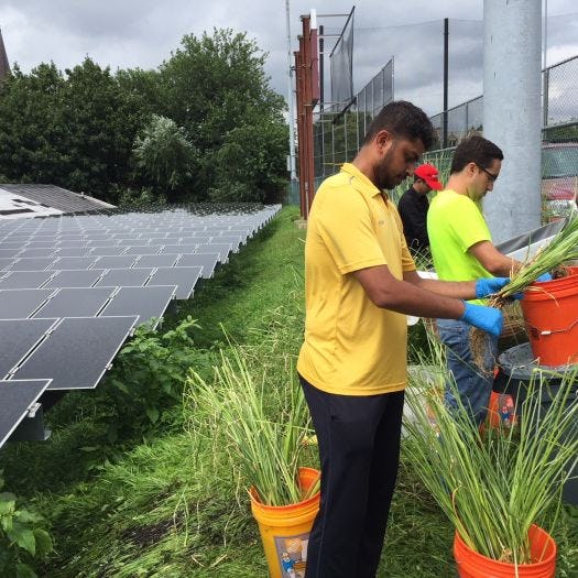 Students planting grass near solar panels