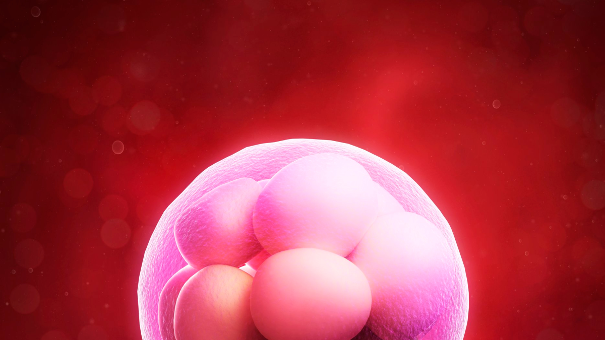 illustration of cells dividing in an embryo