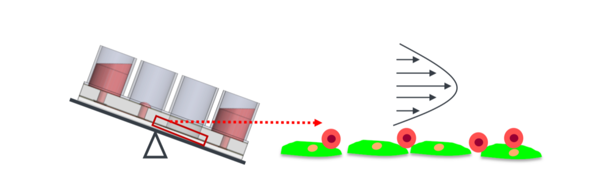 An illustration of a pumpless microfluidic device which is used to exert flow induced shear on the surface of two cell types being co-cultured in the device.
