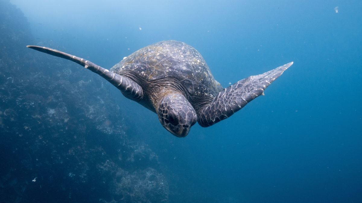 Turtle in Galapagos islands