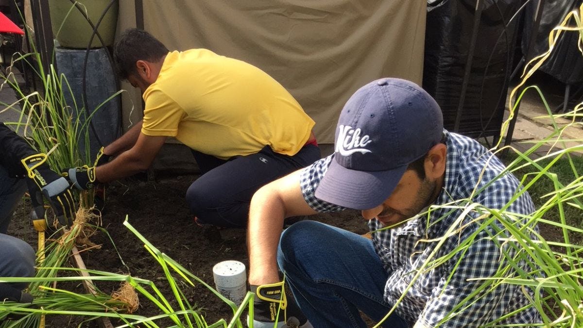 Stevens student researchers plant vetiver grass around Jersey City houses