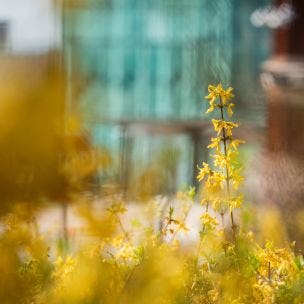A close-up of small, yellow flowers with the Babbio Center blurred in the background.