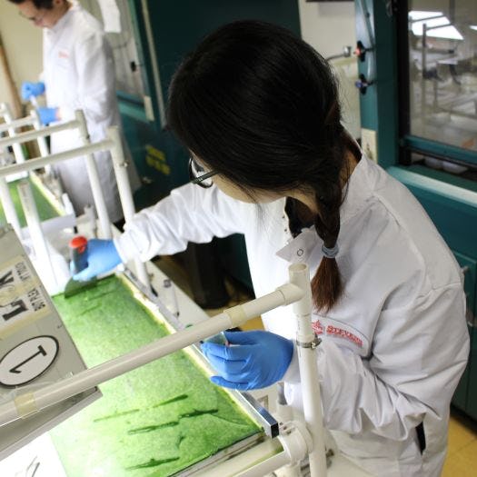 Stevens student Yanxia Lin in lab