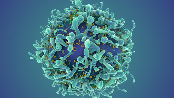 illustration of a single t cell 