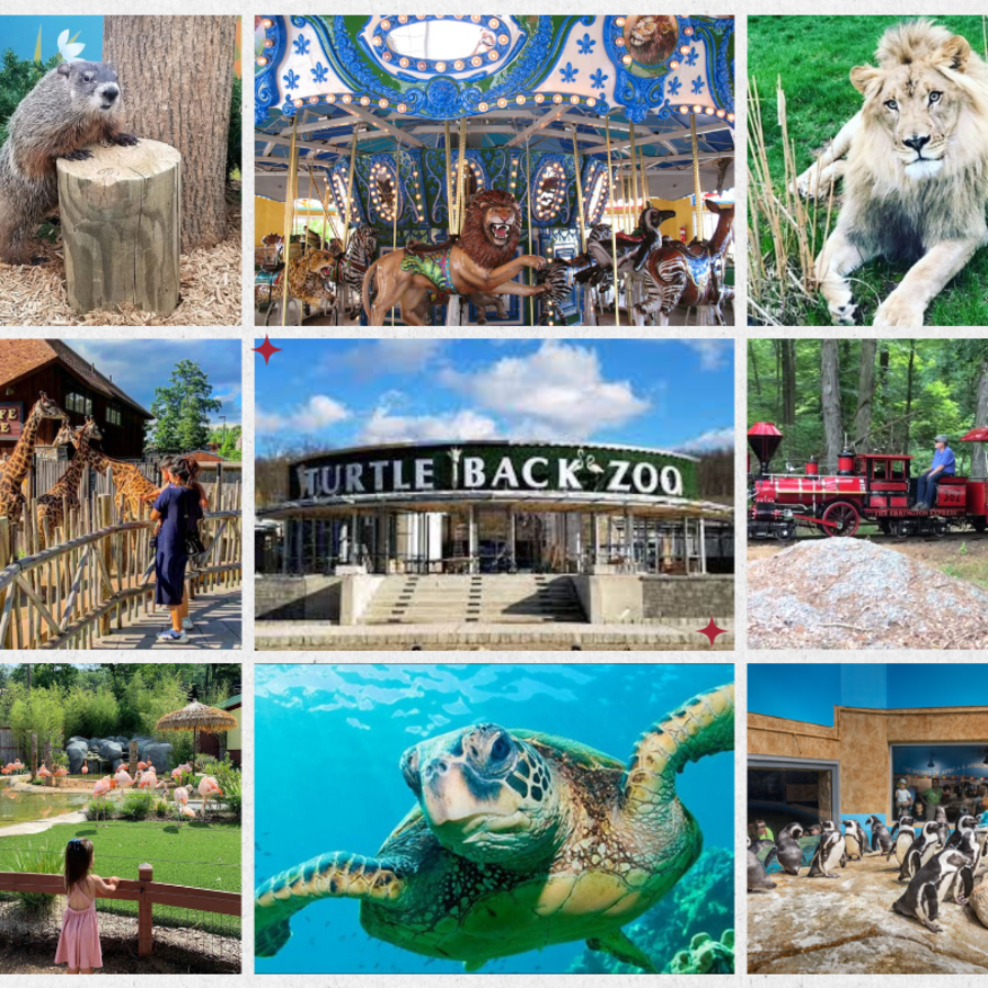 Collage of animals at the Essex County Turtle Back Zoo