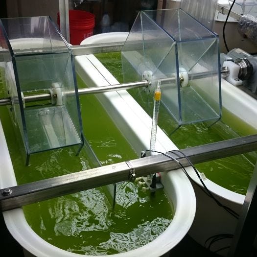 Algae tubs in Nicoll Lab