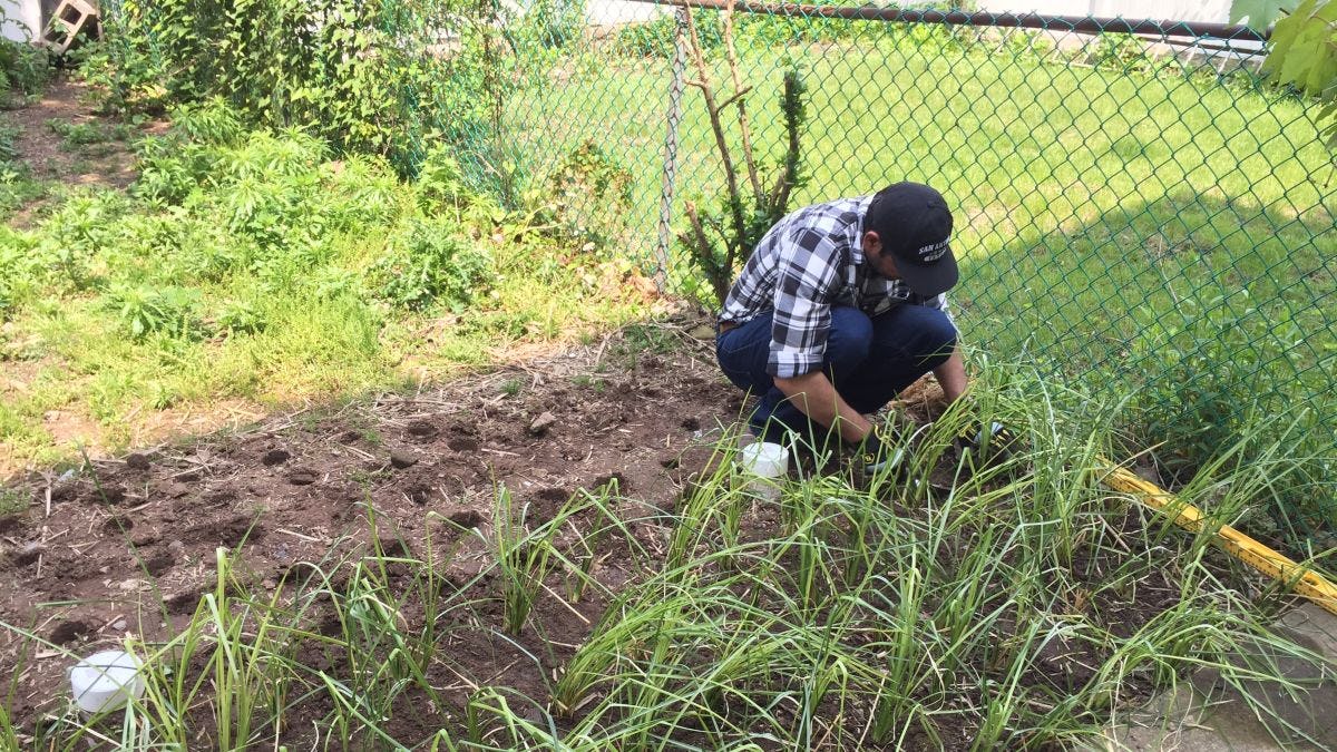 Image of a researcher in a field planting vetiver grass