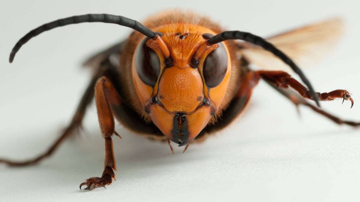 Asian giant hornet Asian hornet (credit: Yasunori Koide/Wikimedia Commons)