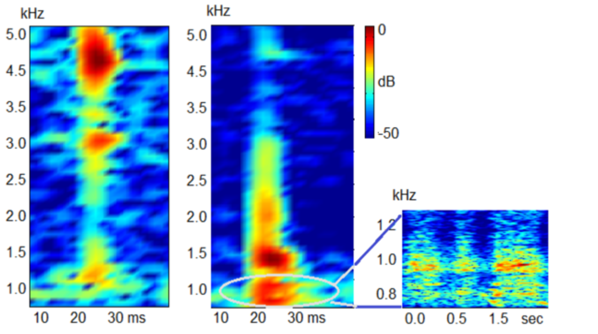 Sound graph showing larval vibration sounds of 2 insect species