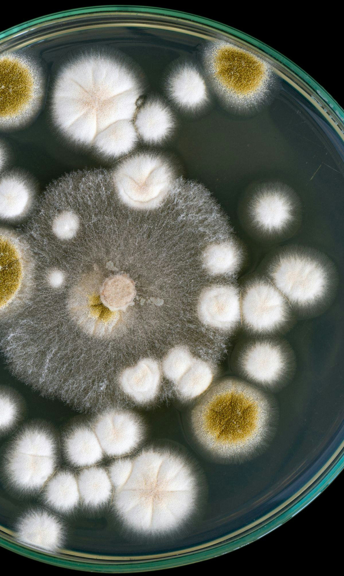 Mold spores on a petri dish